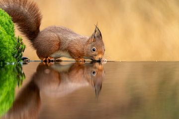 Eekhoorn in herft kleur van Rando Kromkamp Natuurfotograaf