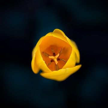 Tulipe jaune sur Leny Silina Helmig