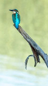 IJsvogel van Kees van den Burg