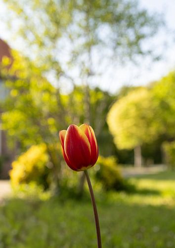 Rood met gele tulp