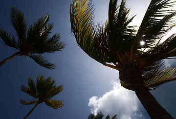 Palmbomen in de wind onder een zonnige hemel - Tropische uitstraling van Carolina Reina Photography