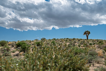 Under the Desert Sky - Joshua Tree and Threatening Clouds
