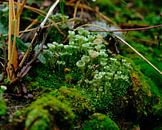 Herfst, paddestoelen van Eugenio Eijck thumbnail