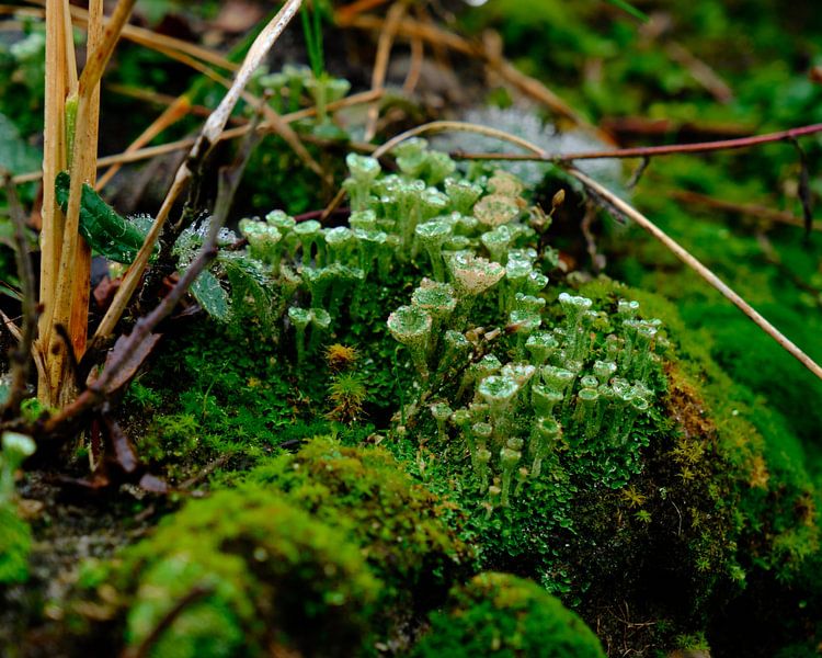 Automne, champignons par Eugenio Eijck