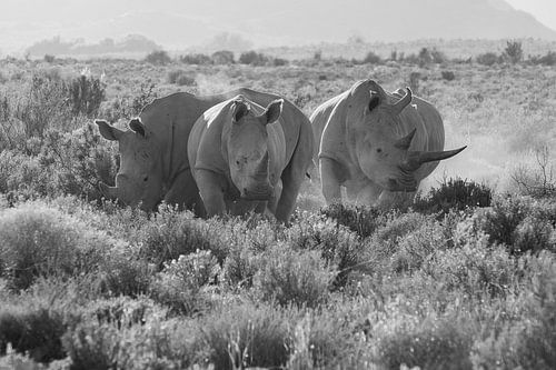 Rhinocéros dans la lumière du matin
