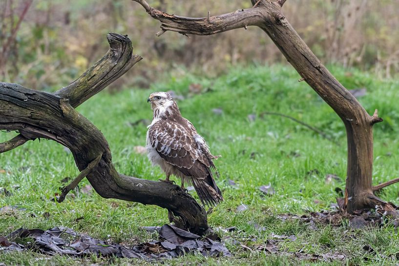 Buzzard by Merijn Loch