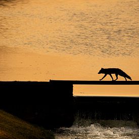 Fuchs überquert Brücke von Ed Klungers