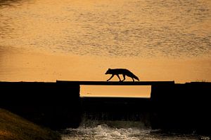 Fuchs überquert Brücke von Ed Klungers