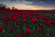 zonsopkomst bij de Berkmeermolen van peterheinspictures thumbnail