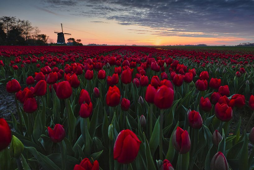 zonsopkomst bij de Berkmeermolen van peterheinspictures