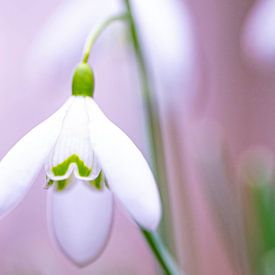 Het bloeiende sneeuwklokje. van Robby's fotografie