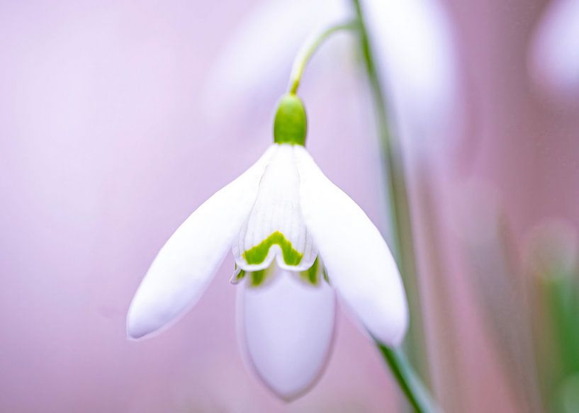 The flowering snowdrop. by Robby's fotografie