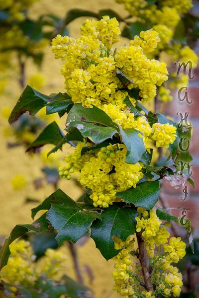 Mahonia aquifolium par Christine Nöhmeier