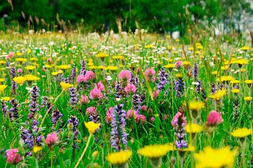 Feld mit Wildblumen von Corinne Welp