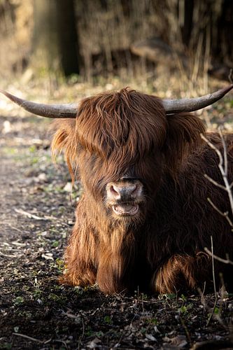 Highlander écossais au repos