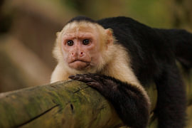 Costa Rica – wo Natur, Abenteuer und pure Schönheit aufeinander treffen