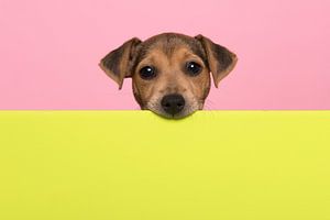 Jack Russel terrier puppy van Elles Rijsdijk
