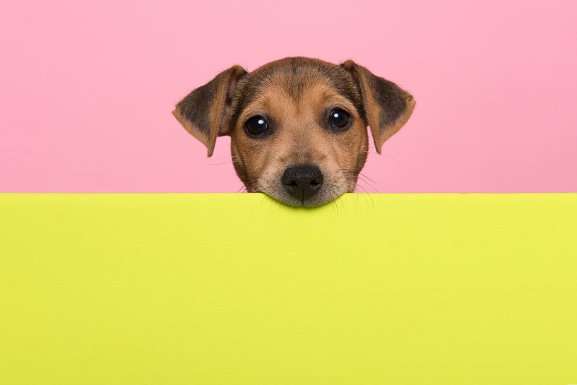 Jack Russel terrier puppy by Elles Rijsdijk