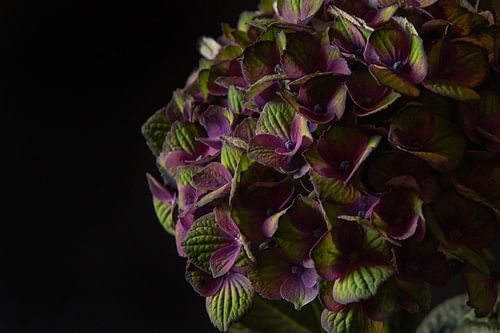 Velvet Silince