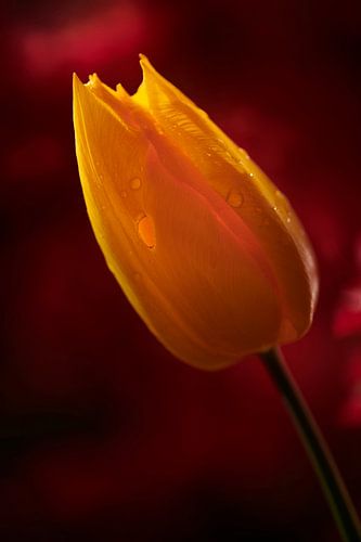 Tulipe jaune sur Wilfried Roovers