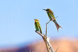 Bienenfresser von Poster Art Shop