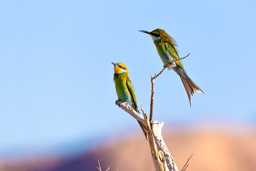 Bienenfresser van Poster Art Shop