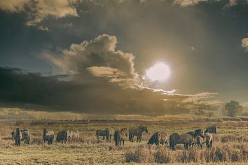 konik horses in the lauwersmeer area by anne droogsma