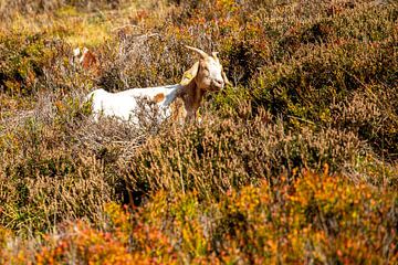 Geit op de Menzenschwander Goat Trail van Alexander Wolff