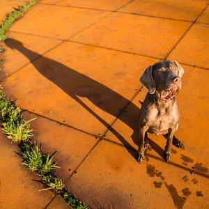 Roest en schaduw von Mogi Hondenfotografie