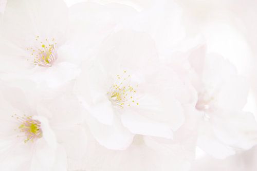 Weiches Bild der Kirschblüte 1