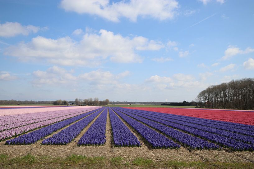 hyacintvelden van travelgusto