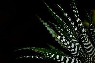 Haworthia Big Band close-up by Jolanda Berbee thumbnail