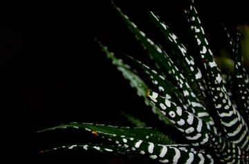 Plant Haworthia Big Band close-up
