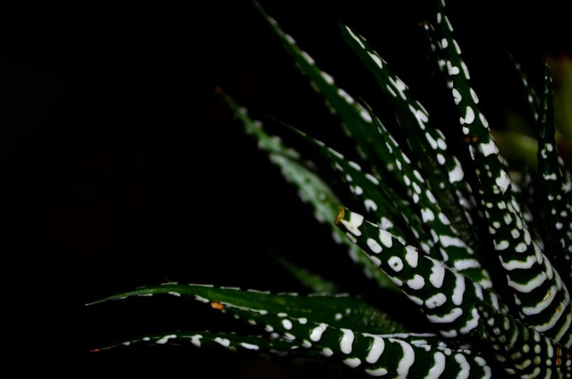 Haworthia Big Band close-up by Jolanda Berbee