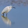 Aigrette garzette (Egretta garzetta) sur Dirk Rüter