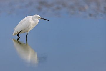 Little Egret (Egretta garzetta)