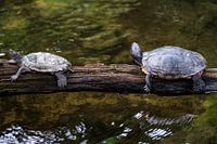 Tortues sur un tronc dans une rivière