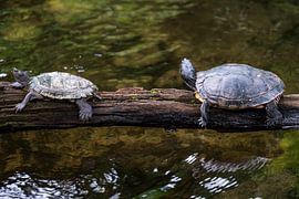 Schildkröten auf einem Baumstamm in einem Fluss von Dennis Venema