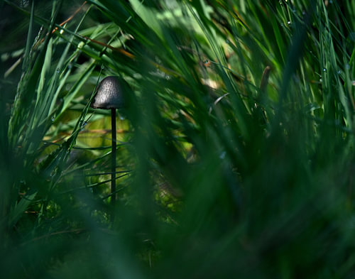 A well-hidden little mushroom