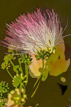 Persian silk tree flower. by Alie Ekkelenkamp