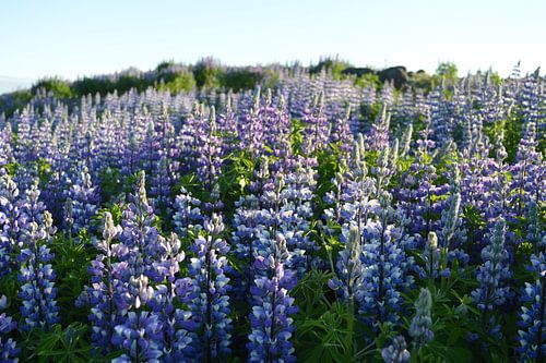 Lupine in ijsland
