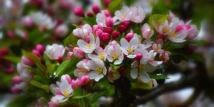 Blütenzauber im Frühling