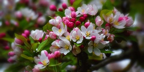Bloemenmagie in de lente