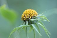 Fresh solid sunflower van Julien Willems Ettori thumbnail