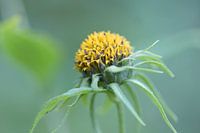 Fresh solid sunflower