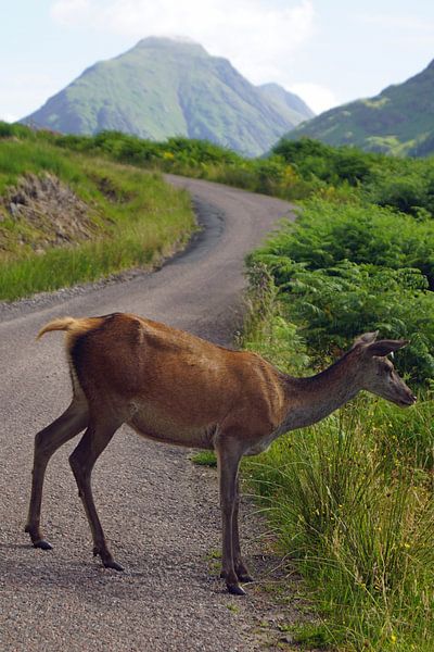 Reh im Glen Etive. von Babetts Bildergalerie