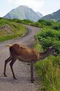 Reh im Glen Etive. von Babetts Bildergalerie Miniaturansicht