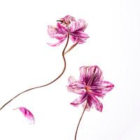 Dans van tulpen
