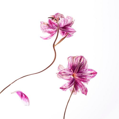 Dance of tulips