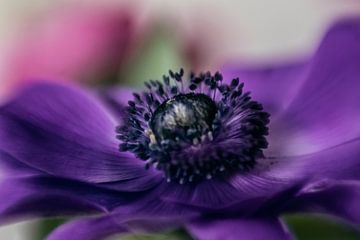 Purple Anemone in close-up. by Ellen Driesse